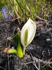 Lysichiton camtschatcensis