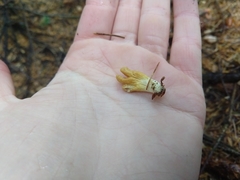 Trichoderma alutaceum