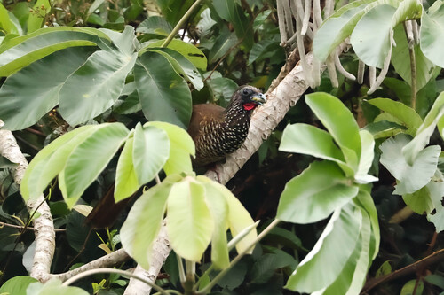 Speckled Chachalaca