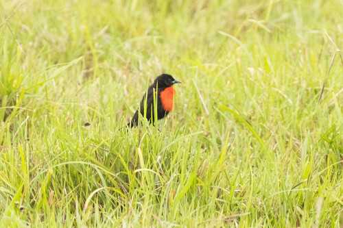 Red-breasted Meadowlark