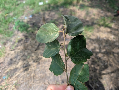 Unknown species