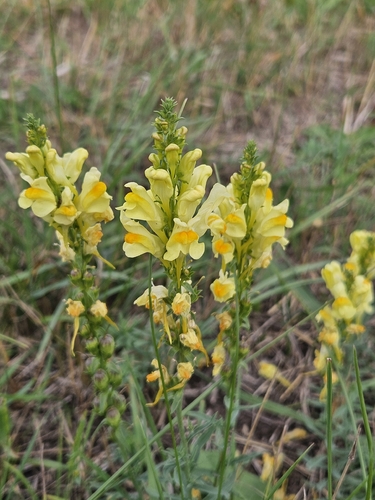 common toadflax
