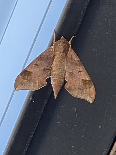 Virginia Creeper Sphinx