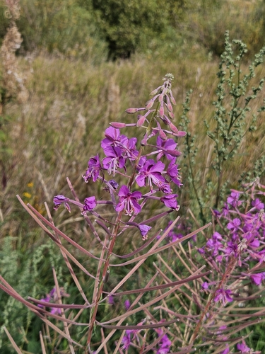 fireweed