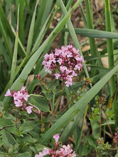 Oregano