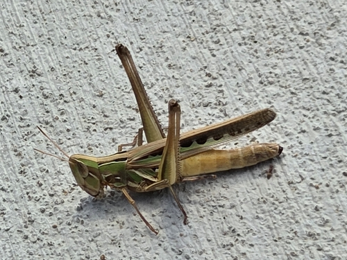 Admirable Grasshopper
