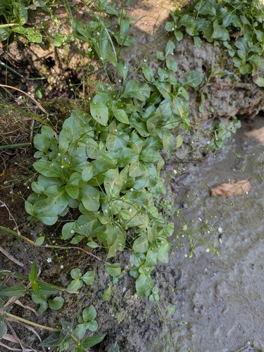Samolus parviflorus, photograph 3