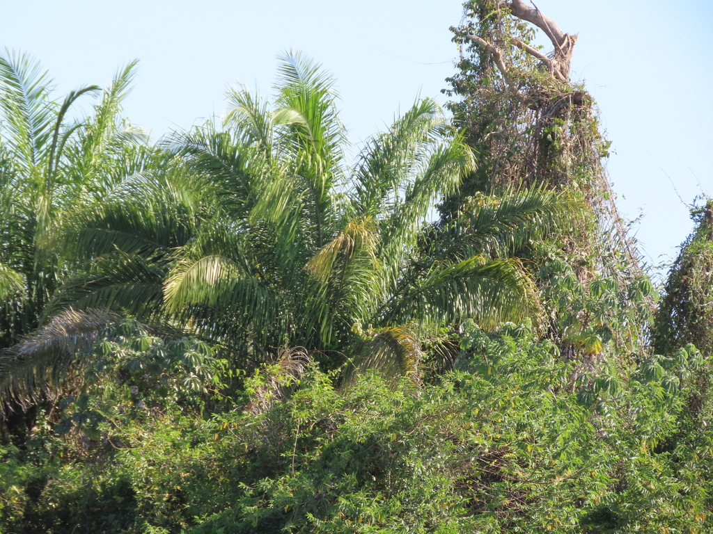 Attalea phalerata; photograph (c) Nicolas Olejnik, some rights reserved (CC BY)