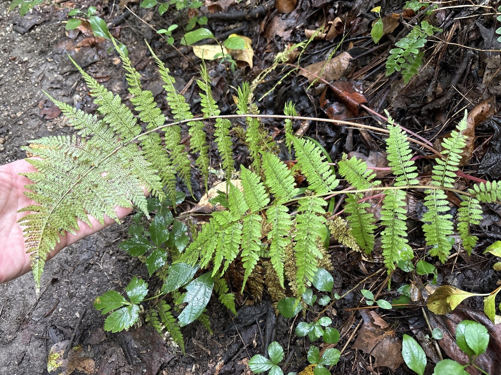 Athyrium asplenioides; photograph (c) Michael Ellis, some rights reserved (CC BY)