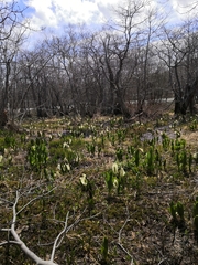 Lysichiton camtschatcensis