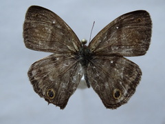 Cissia pseudoconfusa