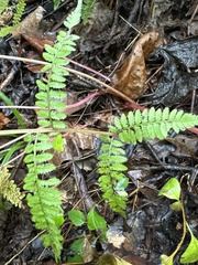 (c) Michael Ellis, some rights reserved (CC BY) Athyrium asplenioides, photograph (c) Michael Ellis, some rights reserved (CC BY)