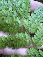 (c) Michael Ellis, some rights reserved (CC BY) Athyrium asplenioides, photograph (c) Michael Ellis, some rights reserved (CC BY)