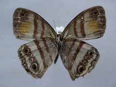 Cissia pseudoconfusa