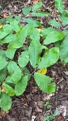 Castanea pumila, photograph (c) Michael Ellis, some rights reserved (CC BY)