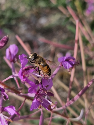 Common Drone Fly