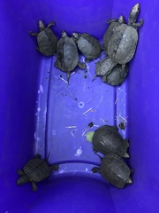 Actinemys marmorata marmorata