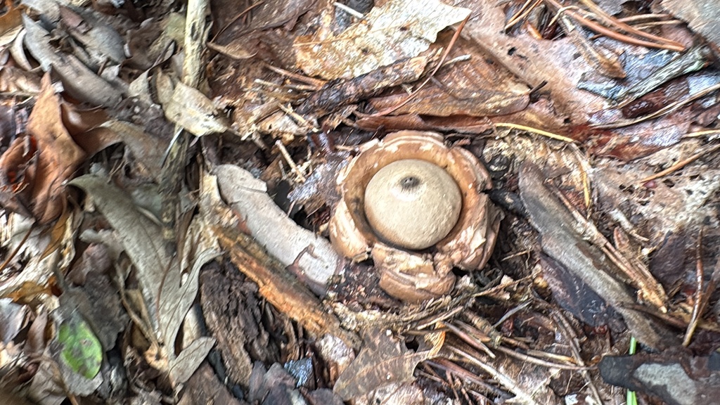 Collared Earthstar · September 2026 · photo: Photo: (c) Michael Ellis, some rights reserved (CC BY) · iNaturalist