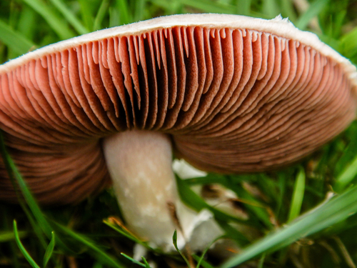 Meadow Mushroom