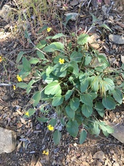 Viola purpurea quercetorum