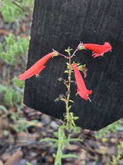 Penstemon barbatus, photograph (c) Jo Roberts, some rights reserved (CC BY)