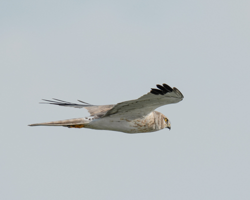 Pallid Harrier