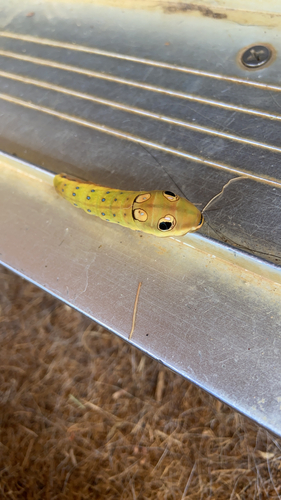 Spicebush Swallowtail