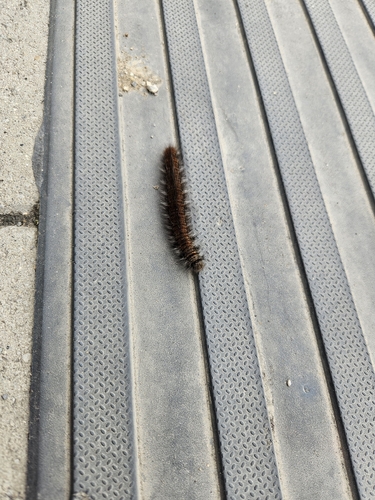Fox Moth