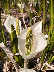 Lysichiton camtschatcensis