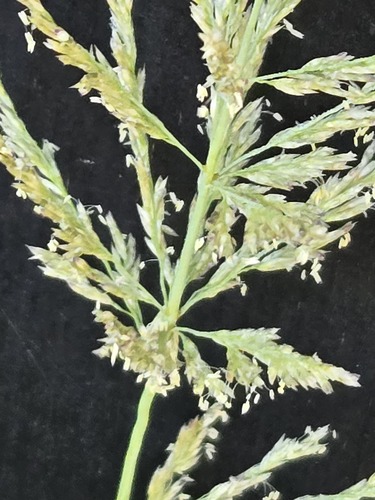 Eragrostis curvula, photograph 6