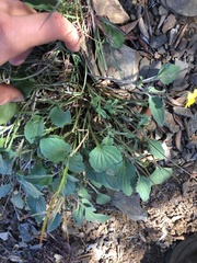 Viola purpurea quercetorum