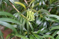 Podocarpus matudae