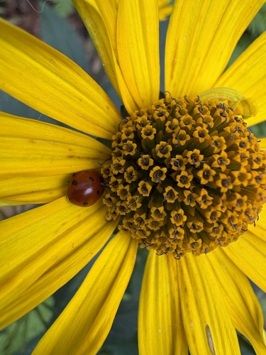 Seven-spotted Lady Beetle