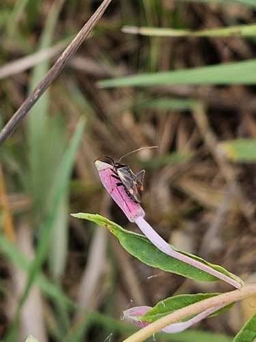 Adelphocoris seticornis
