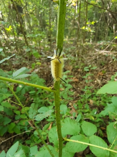 Banded Tussock Moth