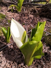 Lysichiton camtschatcensis