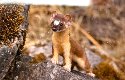 Long-tailed Weasel observed by stevebrazil