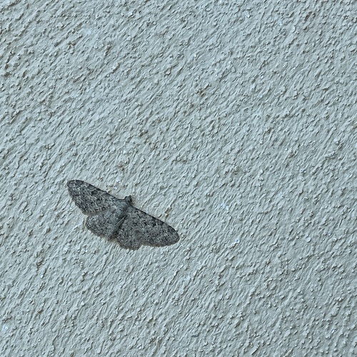 Eupithecia semigraphata