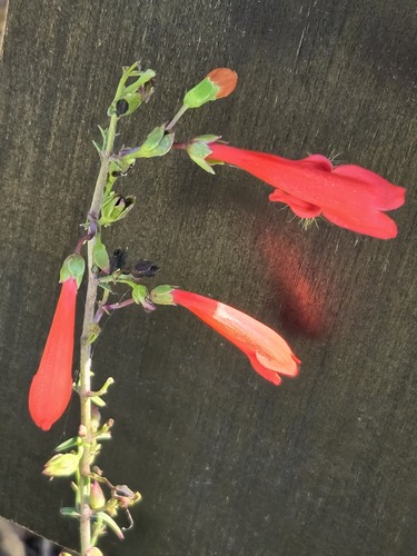 Penstemon barbatus, photograph 4