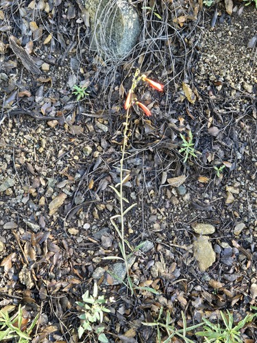 Penstemon barbatus, photograph 5