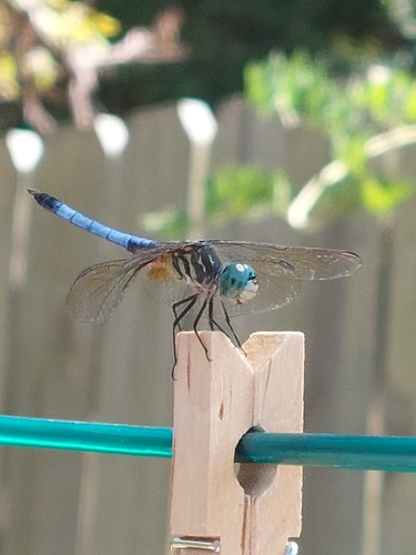 Blue Dasher