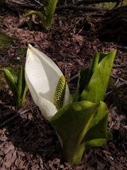 Lysichiton camtschatcensis