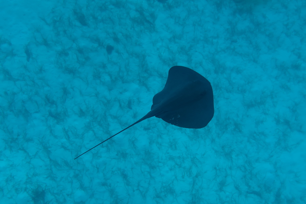 Pelagic stingray seen from above, swimming over the seabed in clear blue water