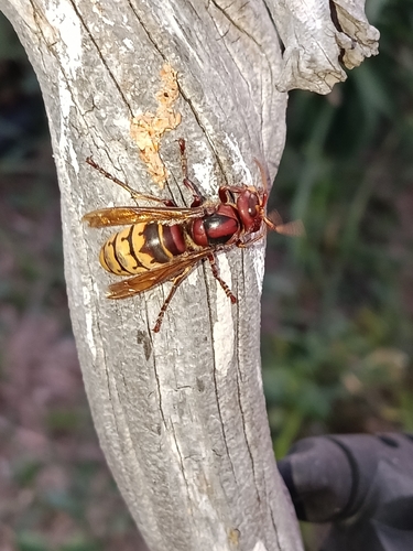 European Hornet