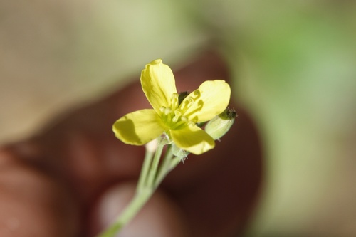 Perennial Wall-rocket