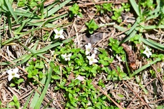 Arcytophyllum serpyllaceum