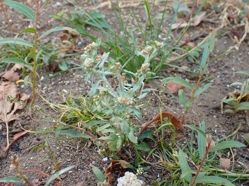 marsh cudweed
