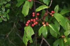 Frangula caroliniana, photograph (c) Michelle W. （鍾偉瑋）, some rights reserved (CC BY)