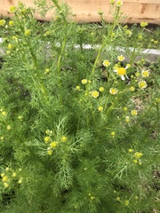 Matricaria