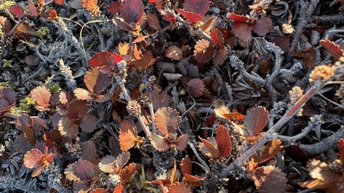 Betula nana, photograph 6